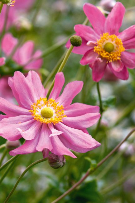 L'anémone, cette fleur d'automne à planter dans votre jardin