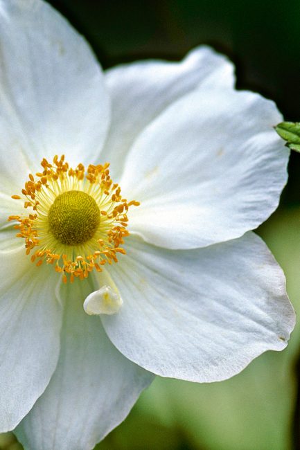 L'anémone, cette fleur d'automne à planter dans votre jardin