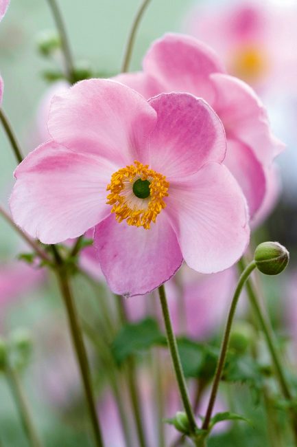 L'anémone, cette fleur d'automne à planter dans votre jardin