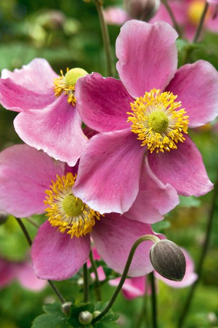 L'anémone, cette fleur d'automne à planter dans votre jardin