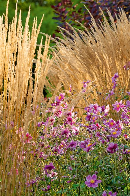 L'anémone, cette fleur d'automne à planter dans votre jardin