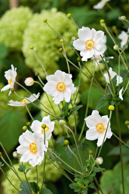 L'anémone, cette fleur d'automne à planter dans votre jardin