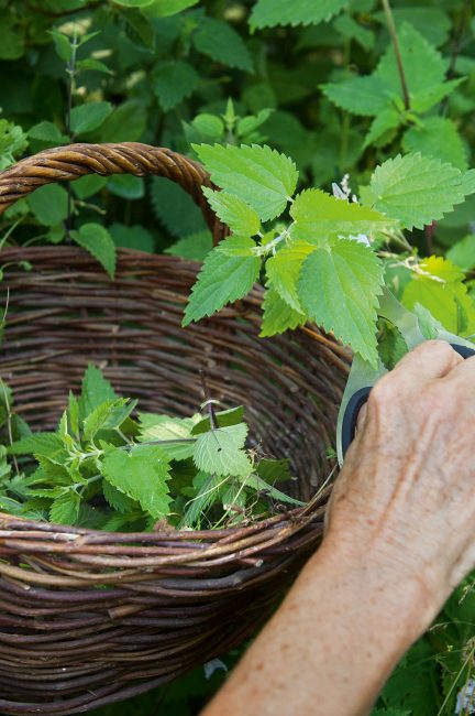 Comment cuisiner des fleurs ?