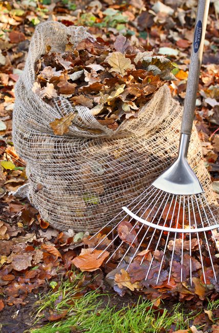 Feuilles mortes d'automne : que faire avec et quels sont leurs bénéfices ?