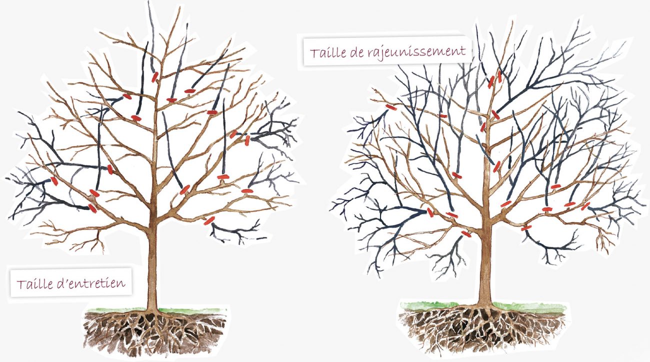 Conseil jardinage tailler ses arbres fruitiers avant le printemps