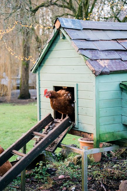 conseils pour adopter des poules