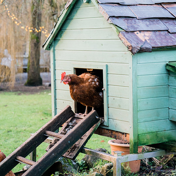 conseils pour adopter des poules