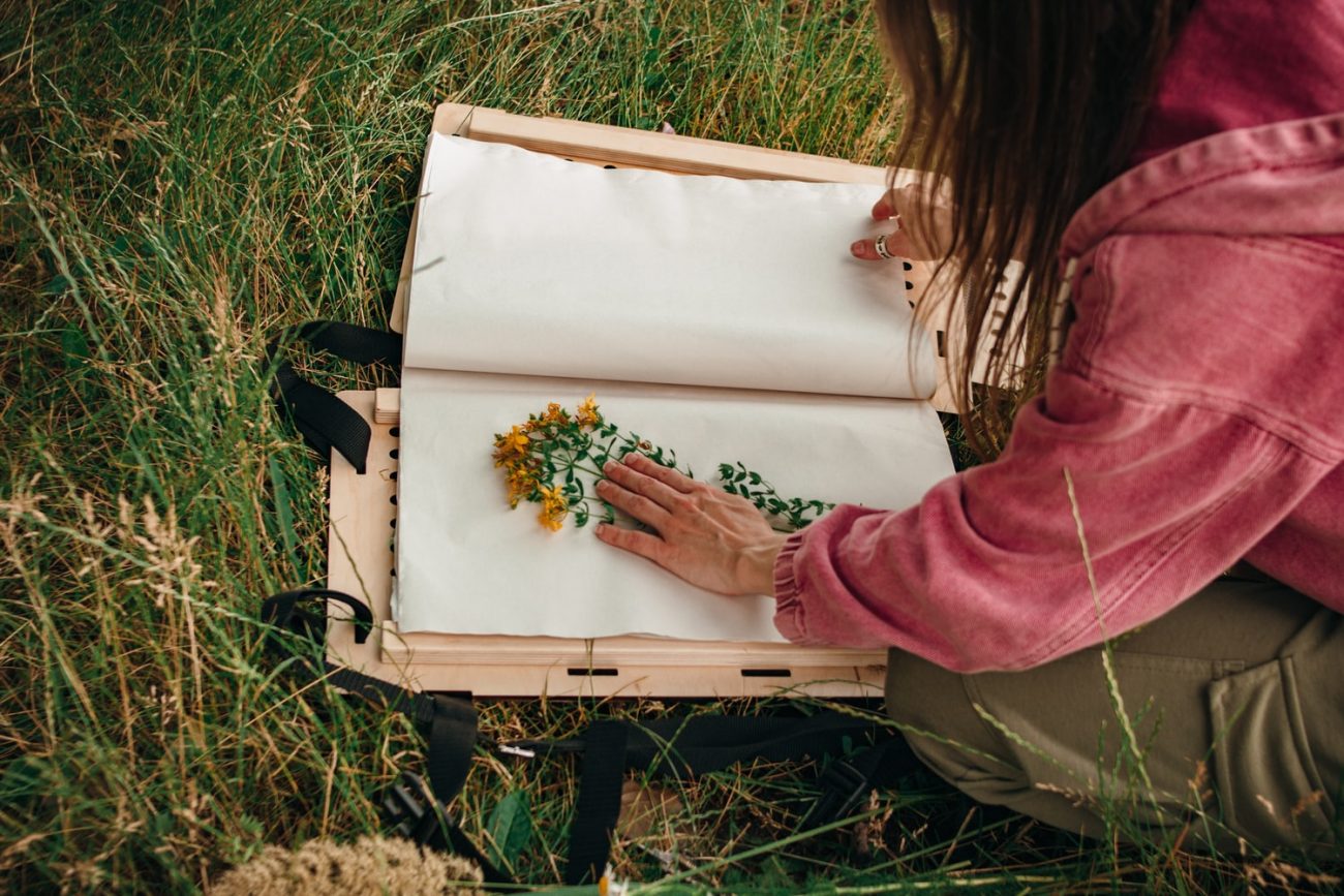 DIY : nos conseils pour un herbier réussi - Le Blog d'Ici
