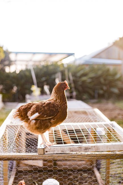 conseils pour adopter des poules