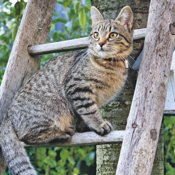 chat à l'extérieur dans le jardin observant la zone, en portant