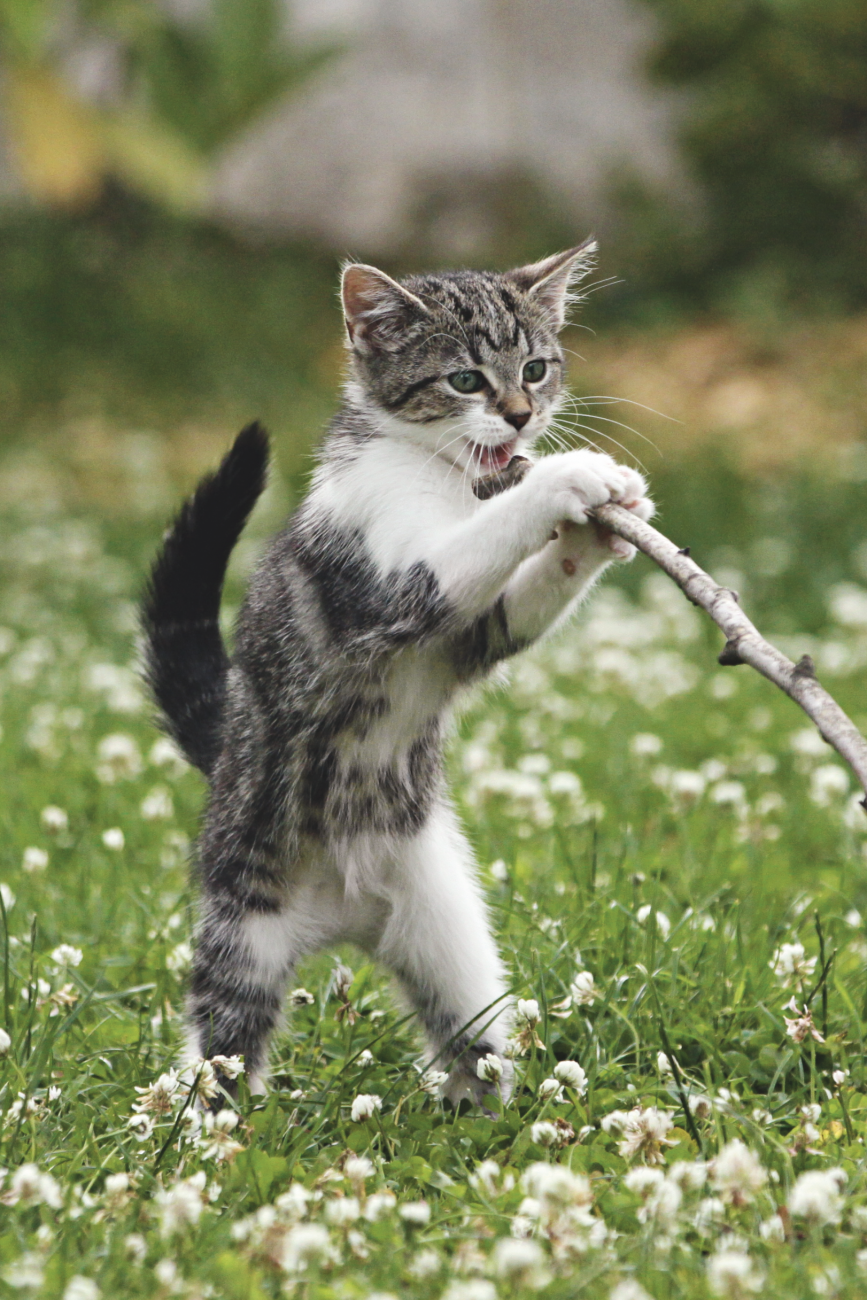 Comment bien habituer son chat à sortir à l