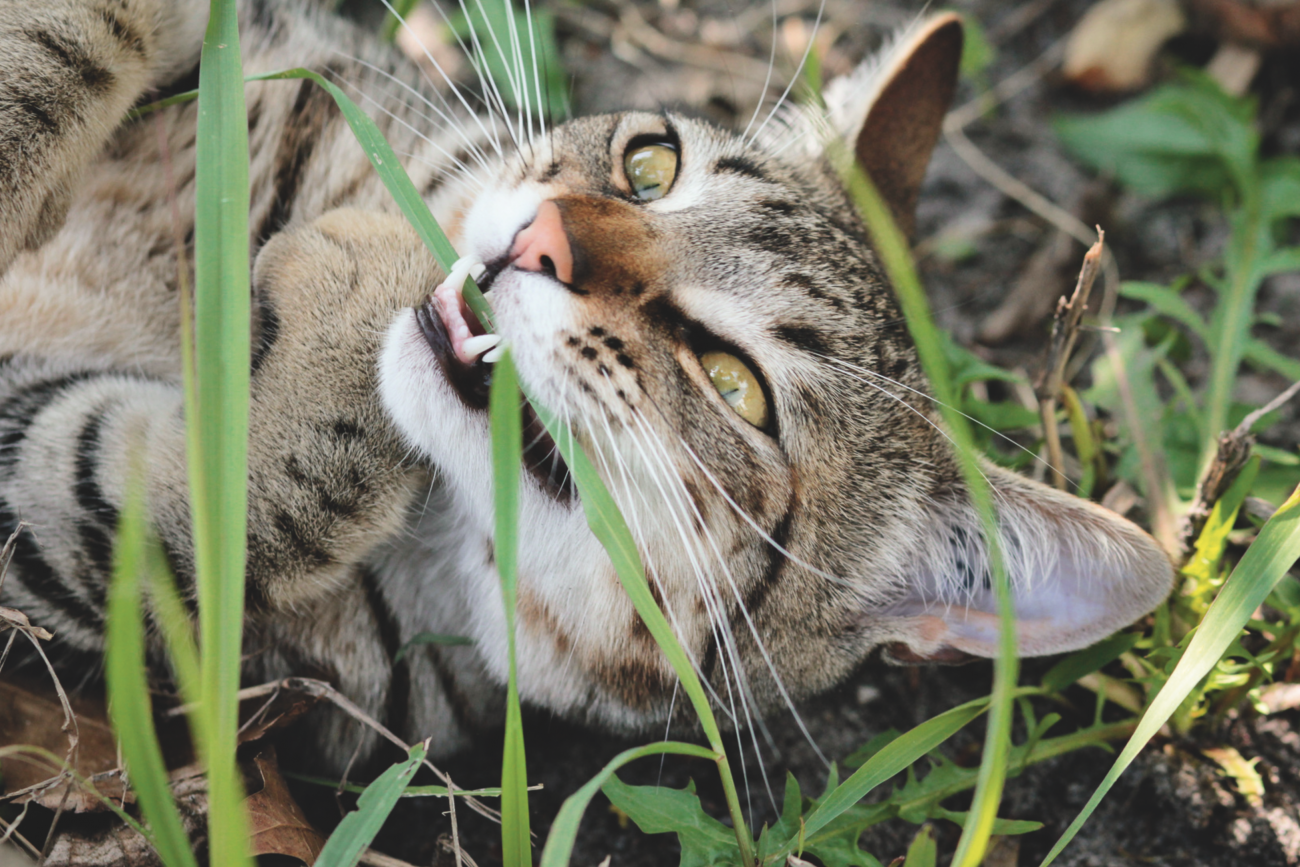 Comment bien habituer son chat à sortir à l