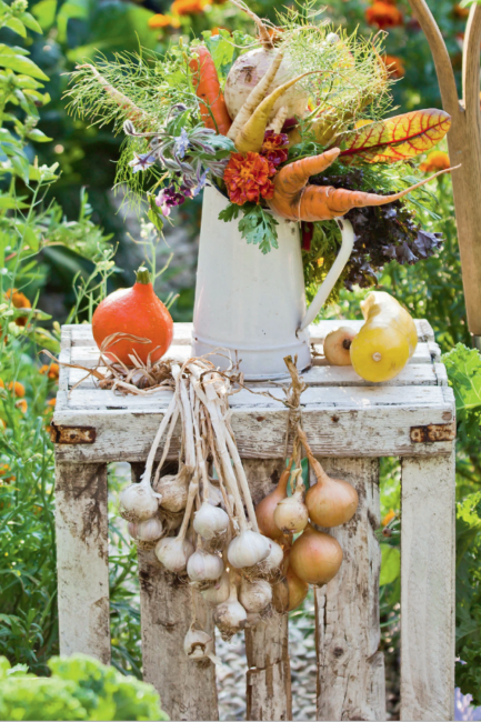 La rentrée au potager