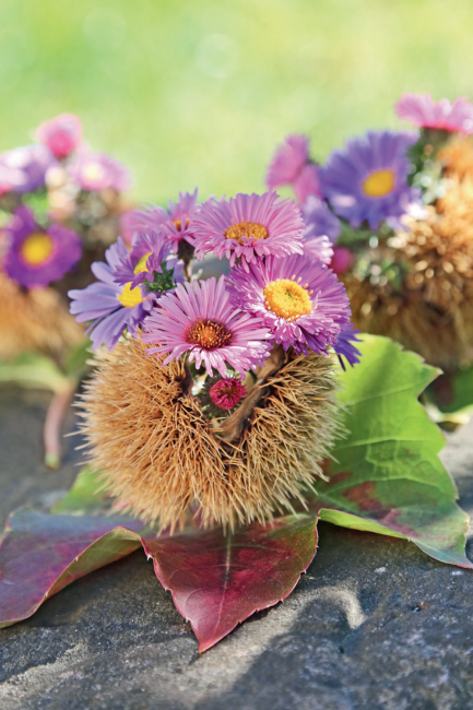 Les asters entrent en scène