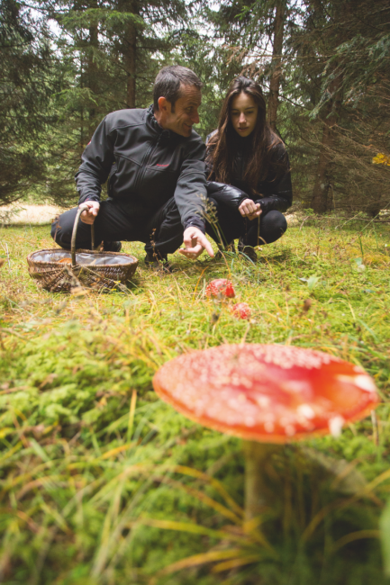 Découverte des champignons toxiques