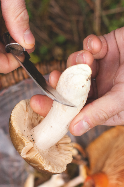 Nettoyer des champignons