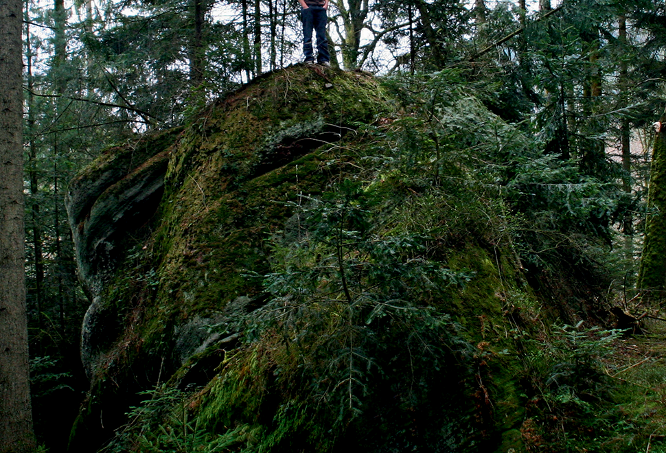 Des forêts et des hommes – Rencontre avec Guillaume Ougier